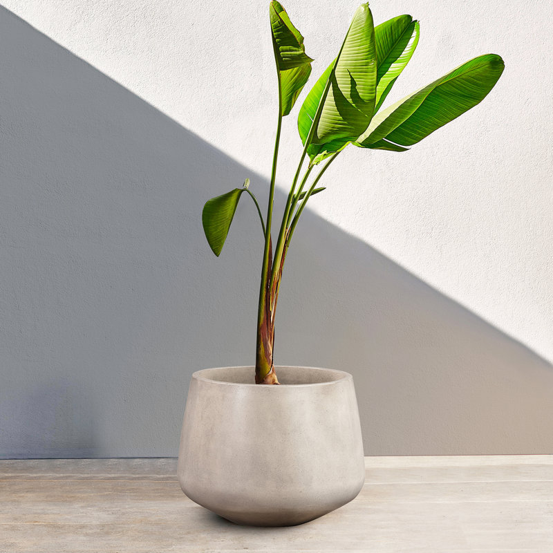 Le pot rond rond blanc moyen, en béton léger, ajoute un style moderne aux zones de plantation