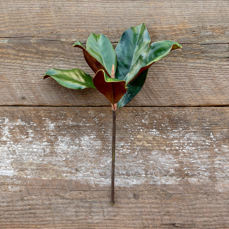 Magnolia Leaves