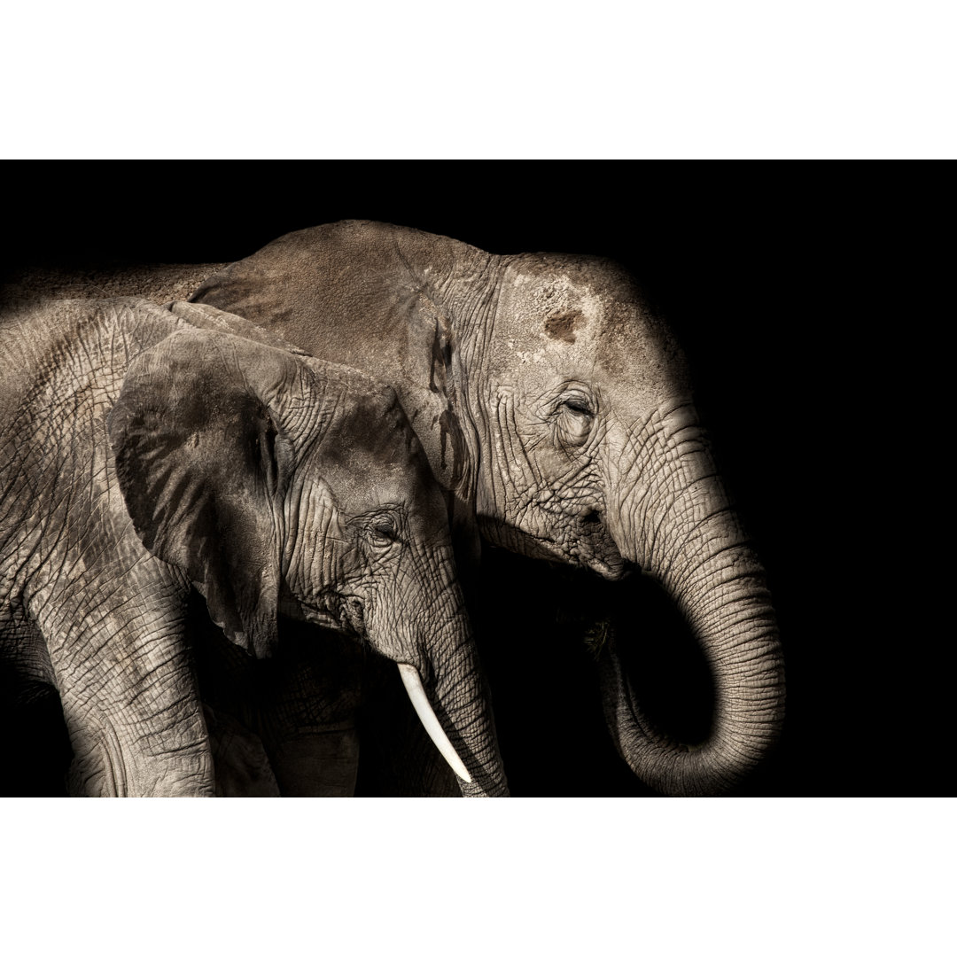 Elefant und Baby von Codyphotography - Drucken