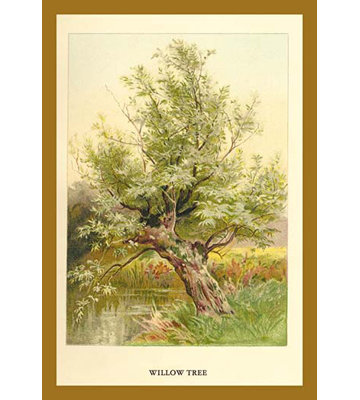 " Willow Tree " by W.H.J. Boot