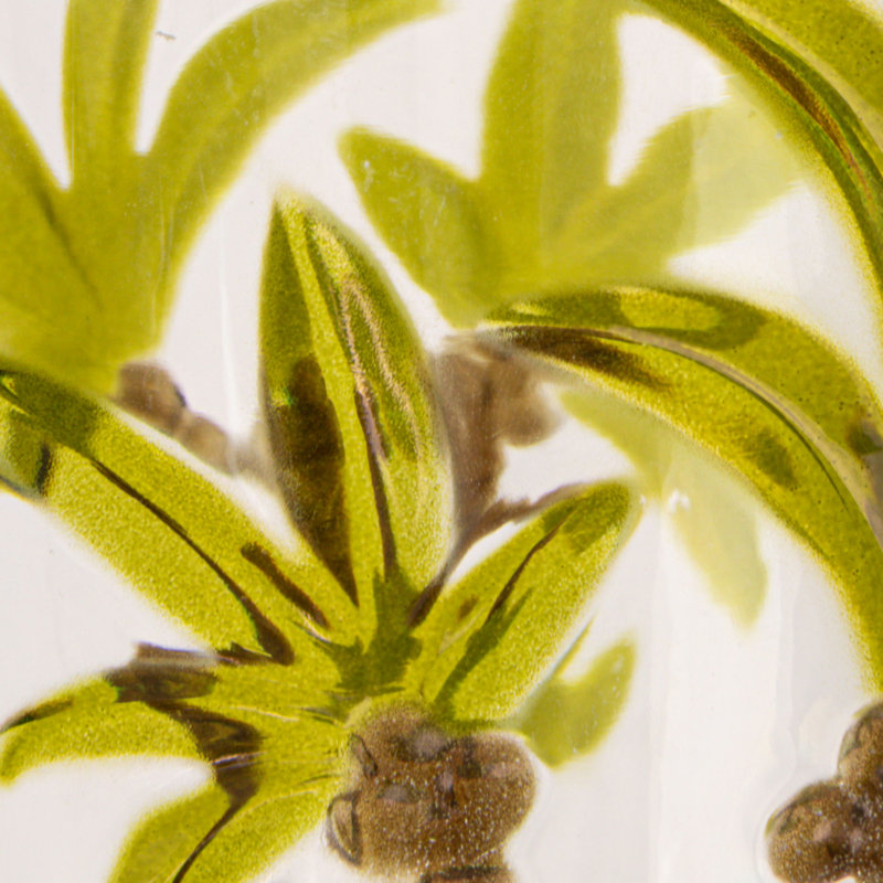 Acrylic Drinking Glasses With Palm Tree Motifs