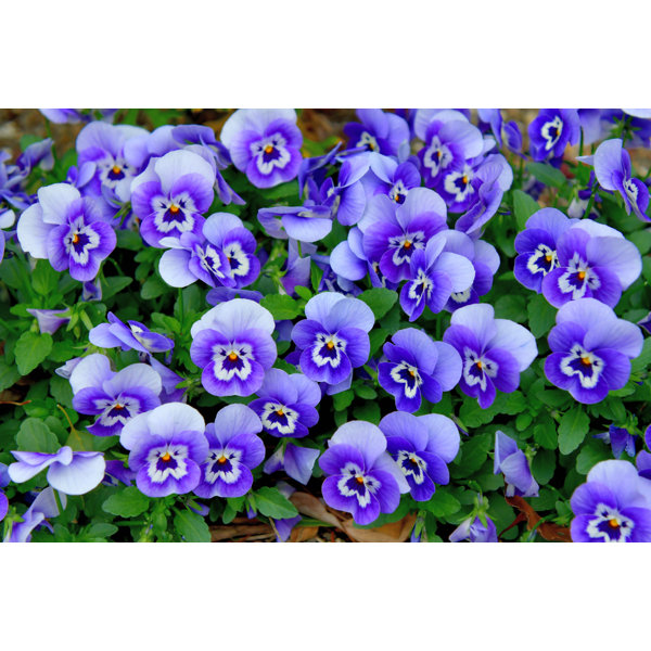 17 Stories Variety Of Viola Flowers by Magicflute002 - Print | Wayfair ...