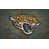 Jacksonville Jaguars