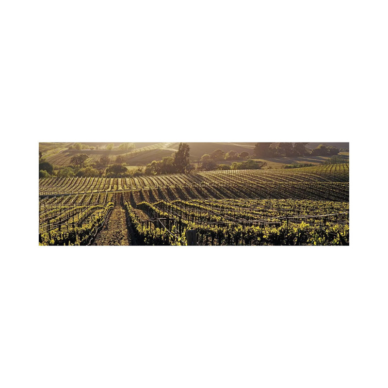 Aerial View Of A Vineyard, Los Carneros AVA, California, USA - Wrapped Canvas Panoramic Print