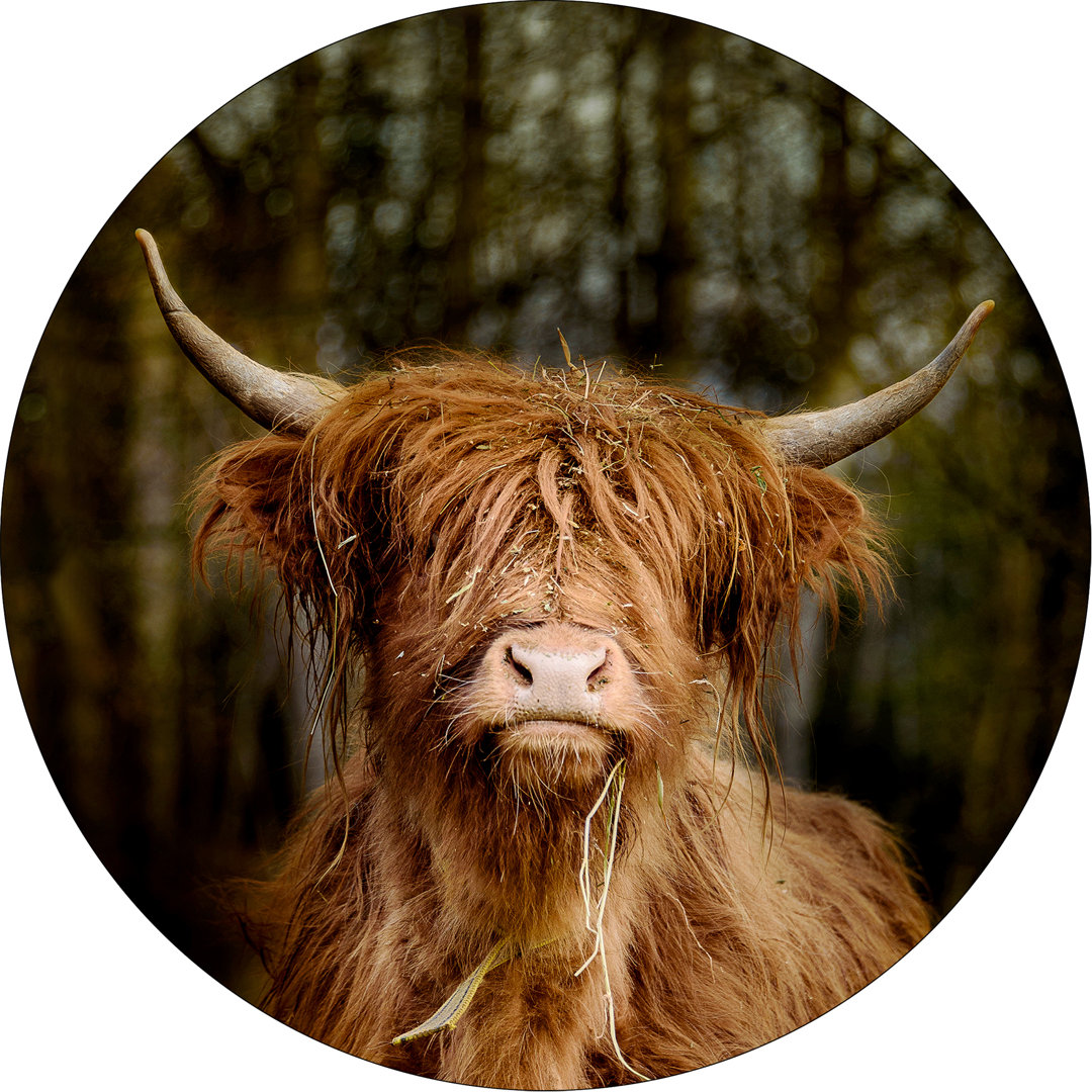 Scottish Highland Cattle VI – Rahmenloser Kunstdruck auf Floatglas