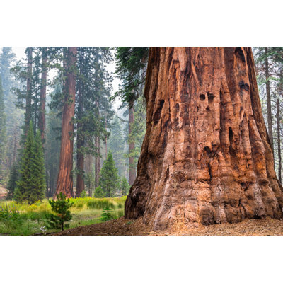 " Giant Sequoia Trees "