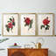 Red Botanical I - reproduction encadrée sur mesure de qualité supérieure mate - 3 pièces-1837228738-1837228737
