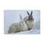 «Snow Hare Couple», art mural animaux-182939202