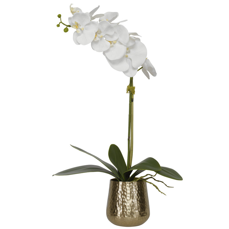 Cami Orchids Arrangement in Pot