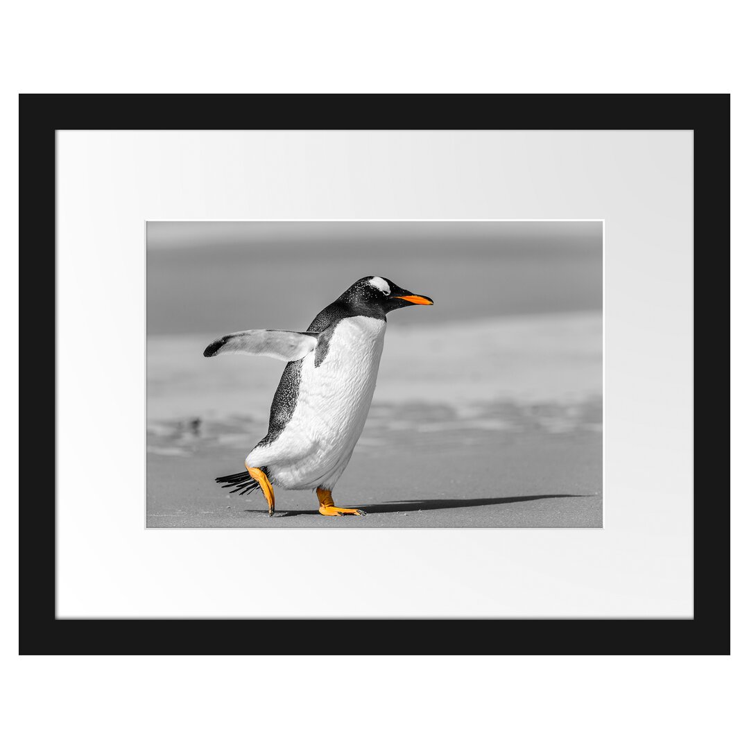 Gerahmtes Poster Watschelnder Pinguin am Strand