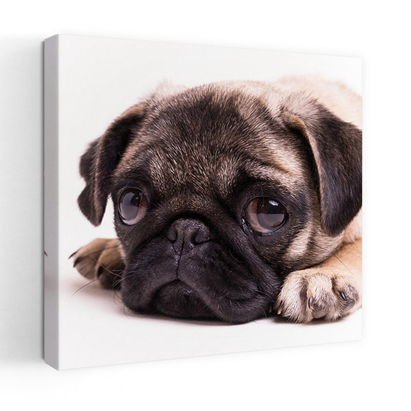 «Sad Sack Pug», art contemporain pour chien, H 18 po x l 18 po