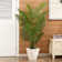 Adcock Artificial Palm Tree In Basket, Faux Palm Plant, Fake for Home Decor