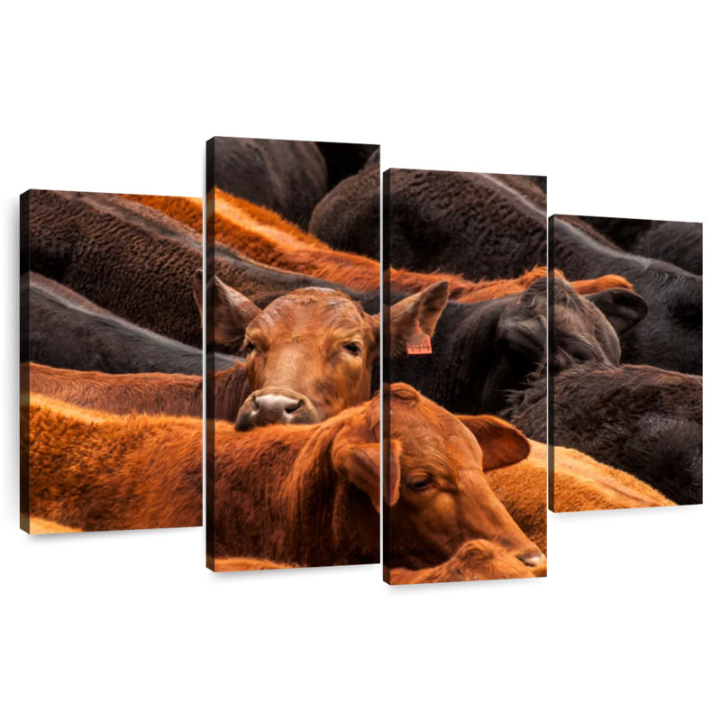 Brampt Beef Cattle, 22" H x 36" W