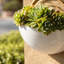 Marotta 3-Piece Iron Wall Planter Set