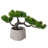 8.25 Mungo Pine Bonsai Plant