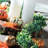 144'' in. Faux Boxwood Garland