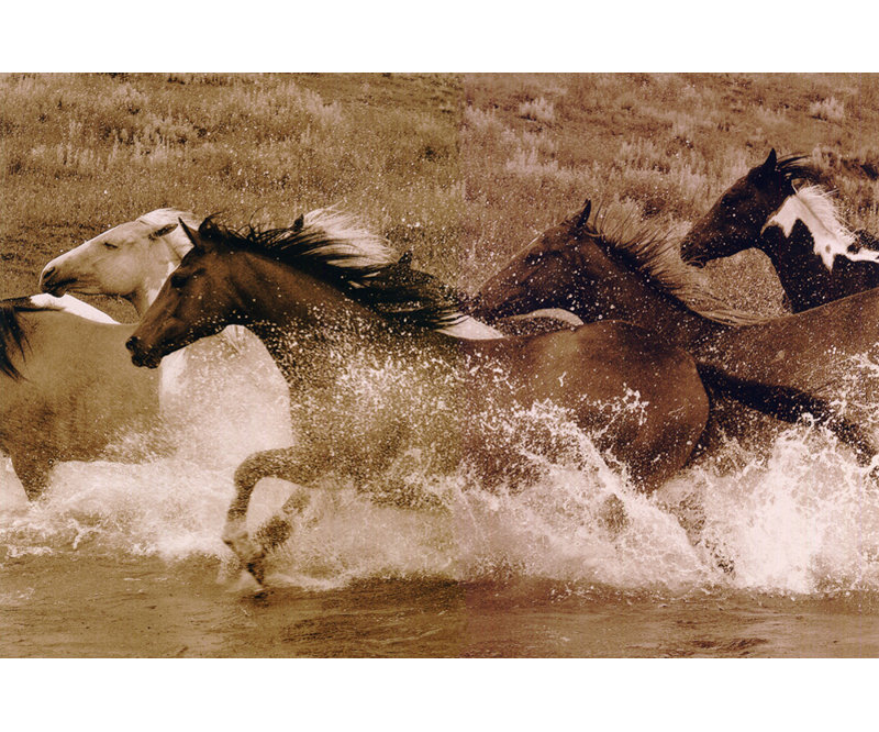 Horse River Race, H 16 po x l 24 po