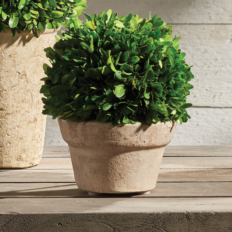 Nigel 8'' Boxwood Topiary in Ceramic Pot