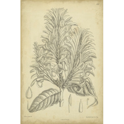 Vintage botanique Curtis V