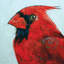 « cardinal », reproduction d’art sur toile-20925954