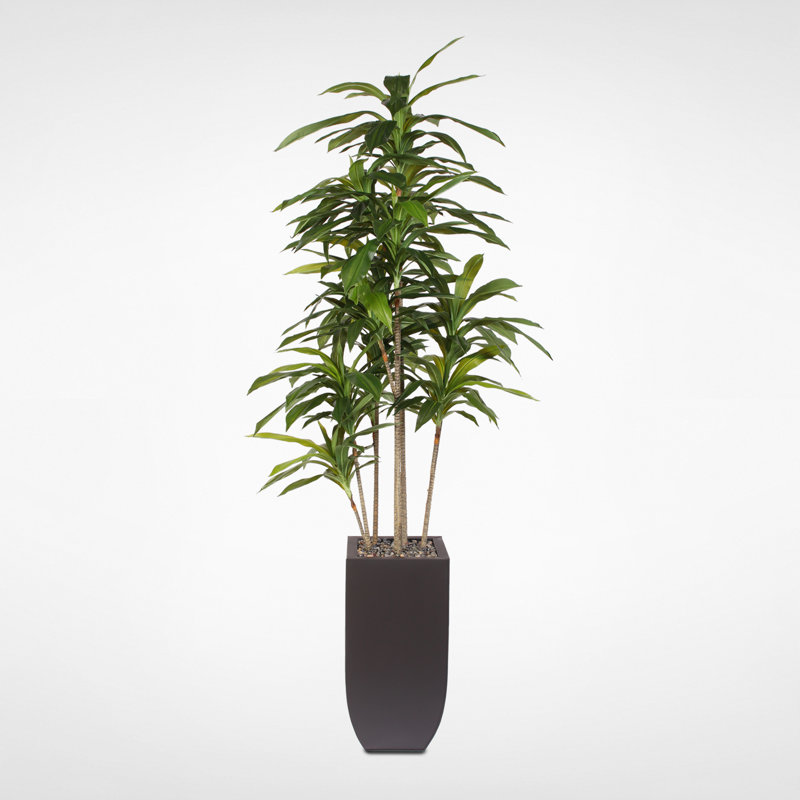 Arbre Drangena Massangeana en pot Billie-Lee
