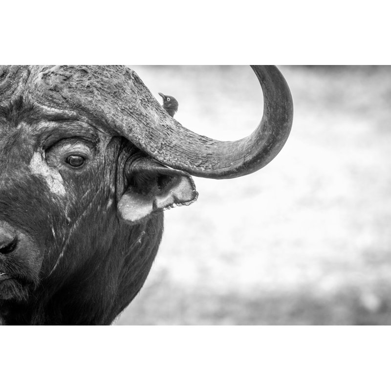 Codell Buffalo - Wrapped Canvas Print, 51cm H x 76cm W x 3.8cm D
