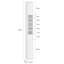 Abriah Freestanding Linen Cabinet
