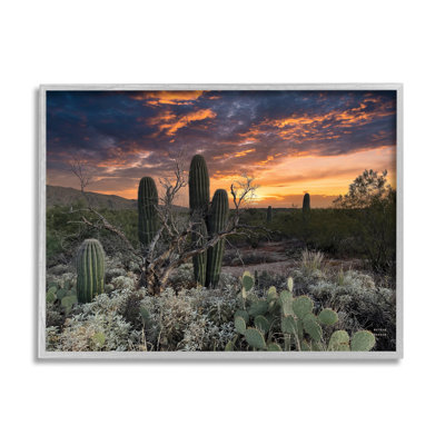 Cactus aride du désert au coucher du soleil par Nathan Larson - photographie sur bois