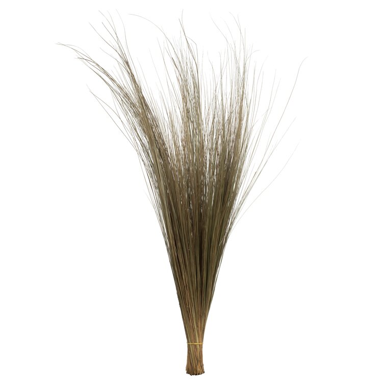 Zeledon all Natural Bright Grass Bundle, Dried Freeport Park® 35-40” Natural Bright Grass 80Z Bunch, 2 Pack, Dried