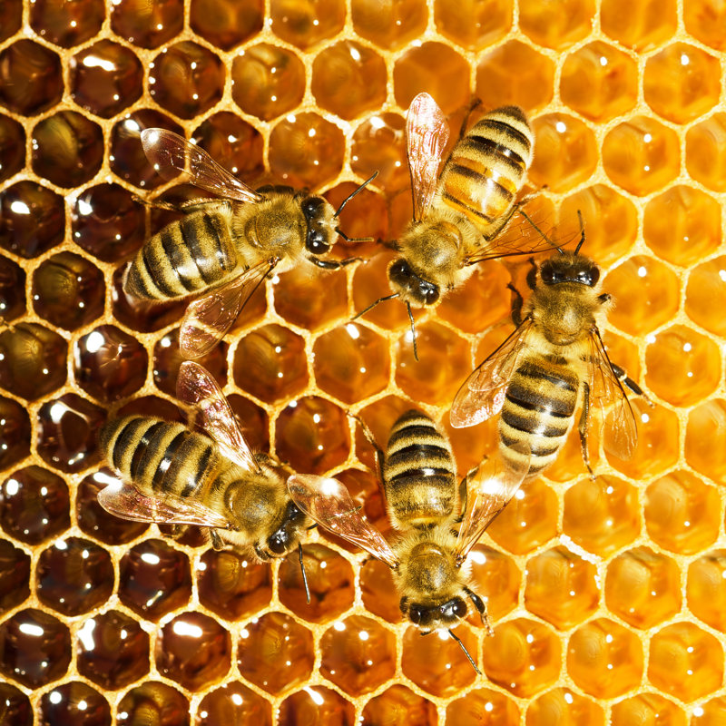 Bees Work On Honeycomb - Wrapped Canvas Print, 91cm H x 91cm W x 3.8cm D