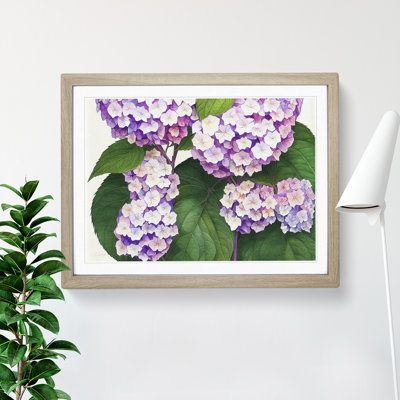 Watercolour Hydrangea Flowers Vol.3 - Framed Print