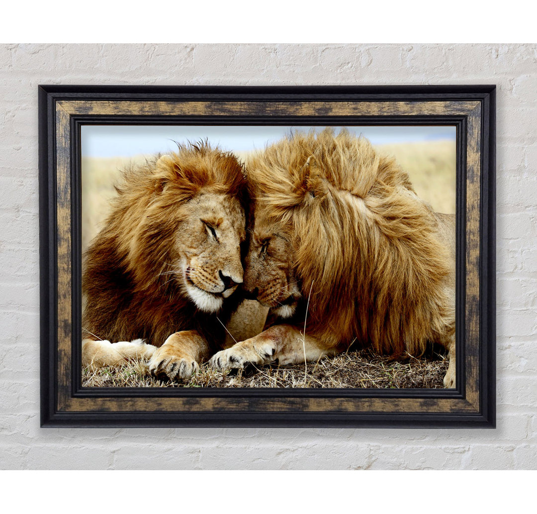 Lions Love Wild Cats Animals - Einzelbildrahmen Kunstdrucke