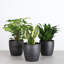 Live Low Light Houseplant Set-70535089