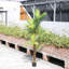 200 cm H Faux Plant