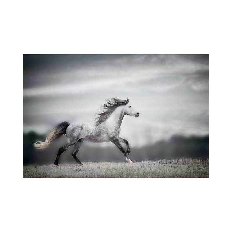 Wind Blown Mane II by PHBurchett - Wrapped Canvas Print, 20.32 cm H x 30.48 cm W