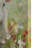 Lamb Canvas Wall Art