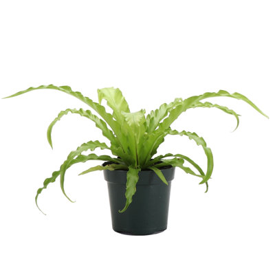 Live Victoria Bird's Nest Fern Plant