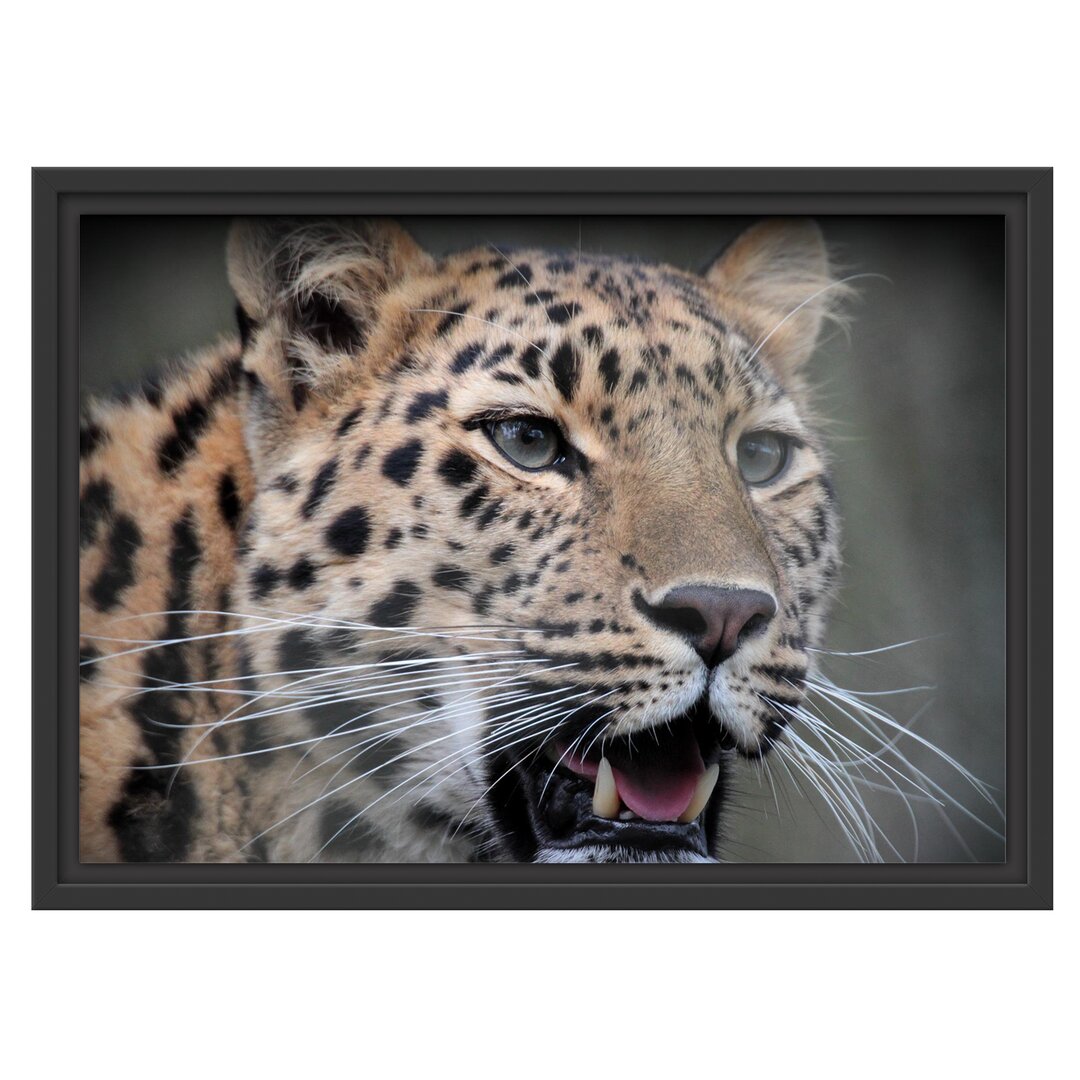 Gerahmtes Wandbild ausgewachsener Leopard