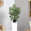 Areca Palm Tree in Pot-514756378