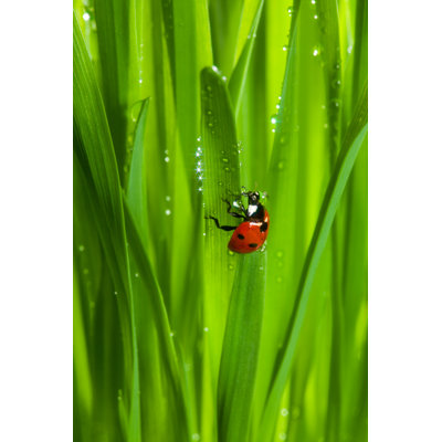 Dockside Ladybug by SerrNovik - Wrapped Canvas Print