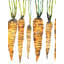 Watercolor carrots - 36"x48" Framed canvas