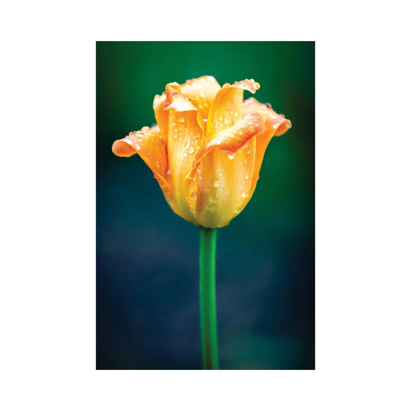 Orange Tulip Water Drops by Nik Rave - Wrapped Canvas Gallery-Wrapped Canvas Giclée, 45.72cm H x 30.48cm W