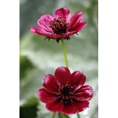 Chocolate Cosmos - Wrapped Canvas Print