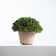 Primrue 6'' Faux Cypress Topiary in Terracotta Pot | Wayfair