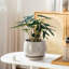 Ceramic Pot Planter-534234031-534234026