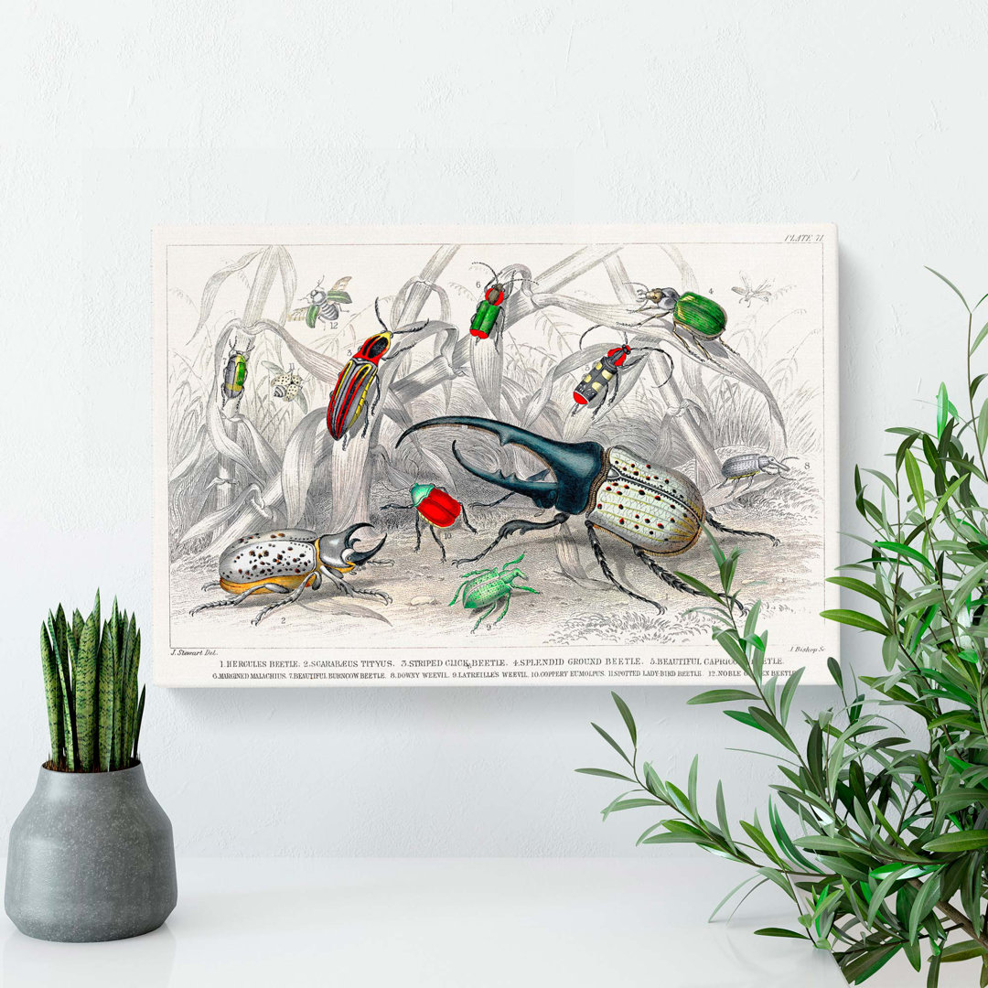 Assortment of Beetles PL.71 by Oliver Goldsmith - Wrapped Canvas Painting Pint - Wrapped Canvas