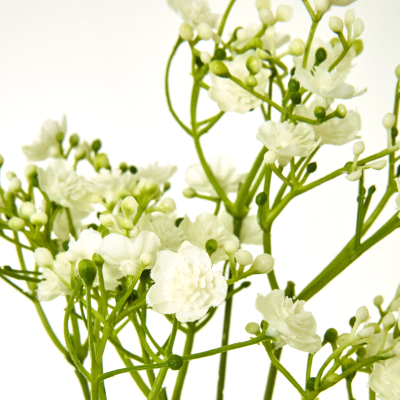 Anastasija Arrangement