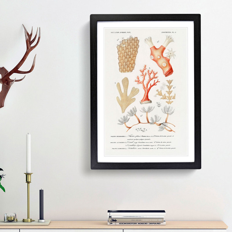 Coral Illustrations PL. 5 by Charles D' Orbigny - Picture Frame Painting Print, Black Framed, 87cm H x 62cm W x 2cm D
