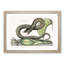 Brown Viper Snake by Mark Catesby - Picture Frame Painting Print-55513148-55513146
