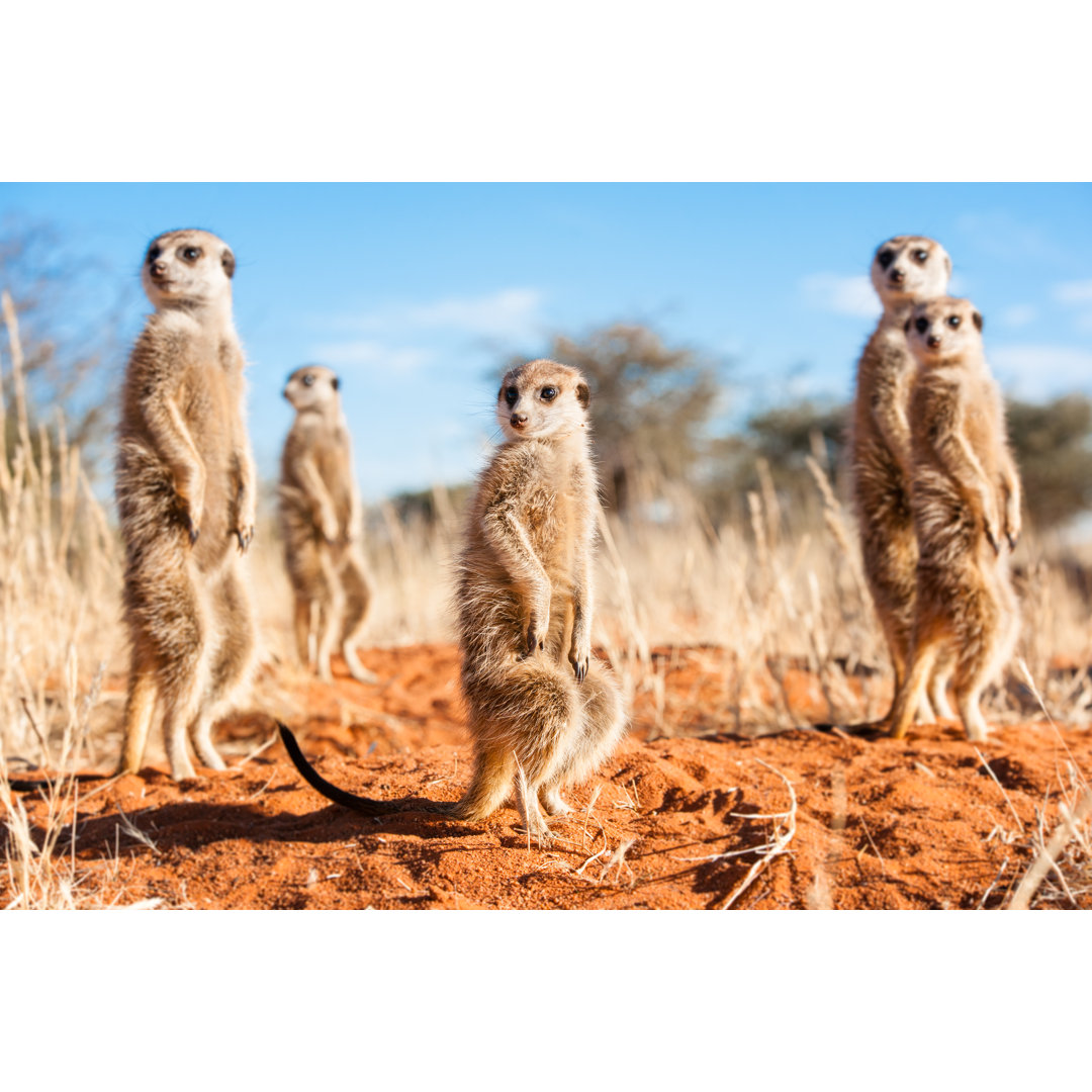 Leinwandbild Group of Meerkats von Julian Parsons